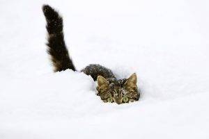 snow, Cat, Animals