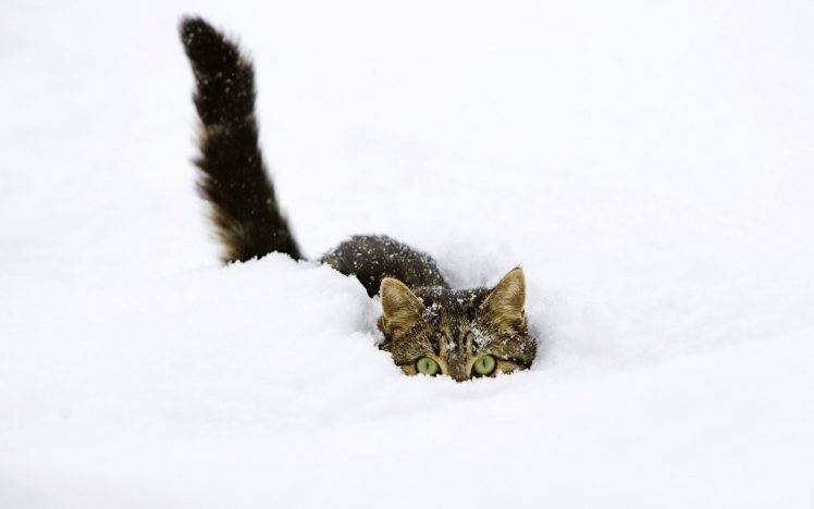 snow, Cat, Animals HD Wallpaper Desktop Background