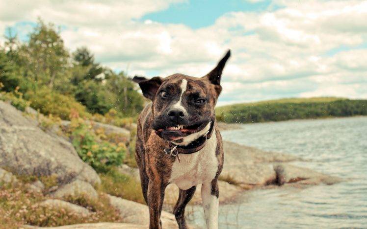 dog, Animals, Lake, Rock HD Wallpaper Desktop Background