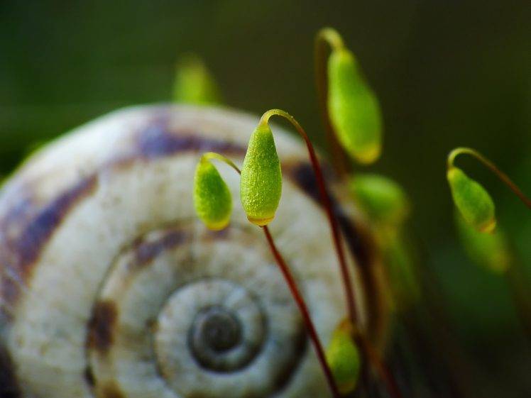 nature, Moss, Green, Macro, Spiral, Snail HD Wallpaper Desktop Background