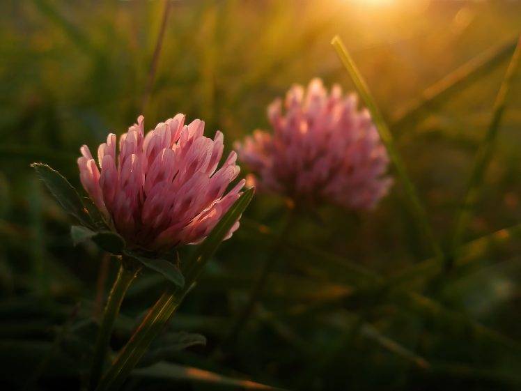 nature, Plants, Macro, Flowers, Green, Sunset HD Wallpaper Desktop Background