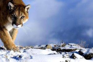 snow, Pumas, Animals
