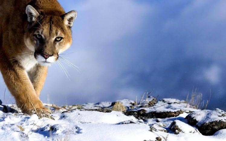 snow, Pumas, Animals HD Wallpaper Desktop Background