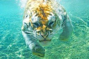 tiger, Animals, Underwater, Nature