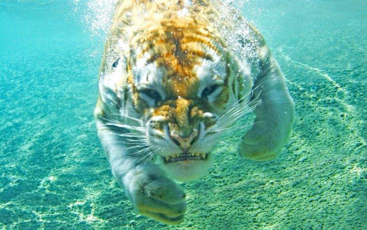 tiger, Animals, Underwater, Nature HD Wallpaper Desktop Background