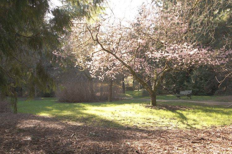 Seattle, Cherry Blossom, Trees, Flowers HD Wallpaper Desktop Background
