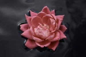 pink Roses, Water, Nature, Macro, Flowers, Rose, Black, Pink