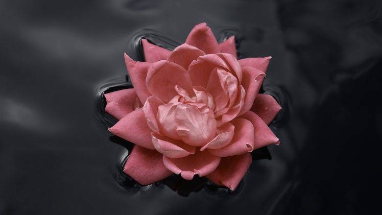 pink Roses, Water, Nature, Macro, Flowers, Rose, Black, Pink HD Wallpaper Desktop Background