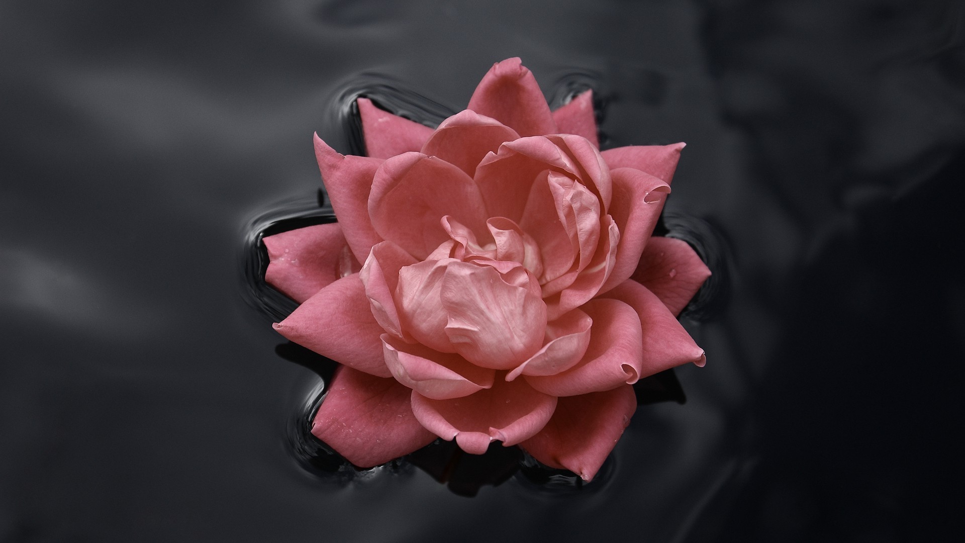 pink Roses, Water, Nature, Macro, Flowers, Rose, Black ...