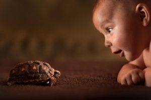 baby, Animals, Tortoises