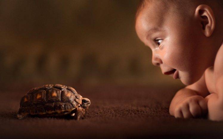 baby, Animals, Tortoises HD Wallpaper Desktop Background