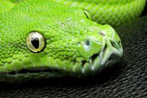 nature, Animals, Yellow Eyes, Snake, Closeup, Green, Skin, Pattern, Reptile, Wildlife