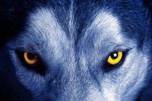 nature, Animals, Yellow Eyes, Wolf, Closeup, Fur, Face