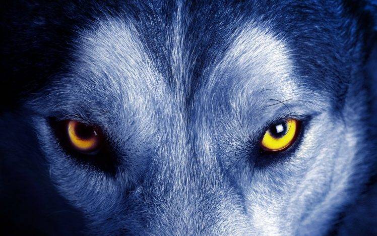 nature, Animals, Yellow Eyes, Wolf, Closeup, Fur, Face HD Wallpaper Desktop Background