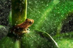 nature, Animals, Frog, Leaves, Macro, Rain, Water Drops, Plants, Amphibian, Bokeh