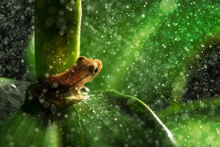 nature, Animals, Frog, Leaves, Macro, Rain, Water Drops, Plants, Amphibian, Bokeh HD Wallpaper Desktop Background