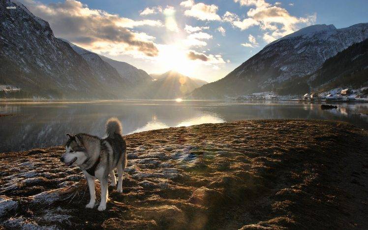 mountain, Dog, Landscape, Alaskan Malamute, Nature, Lens Flare, Lake, Sunlight HD Wallpaper Desktop Background