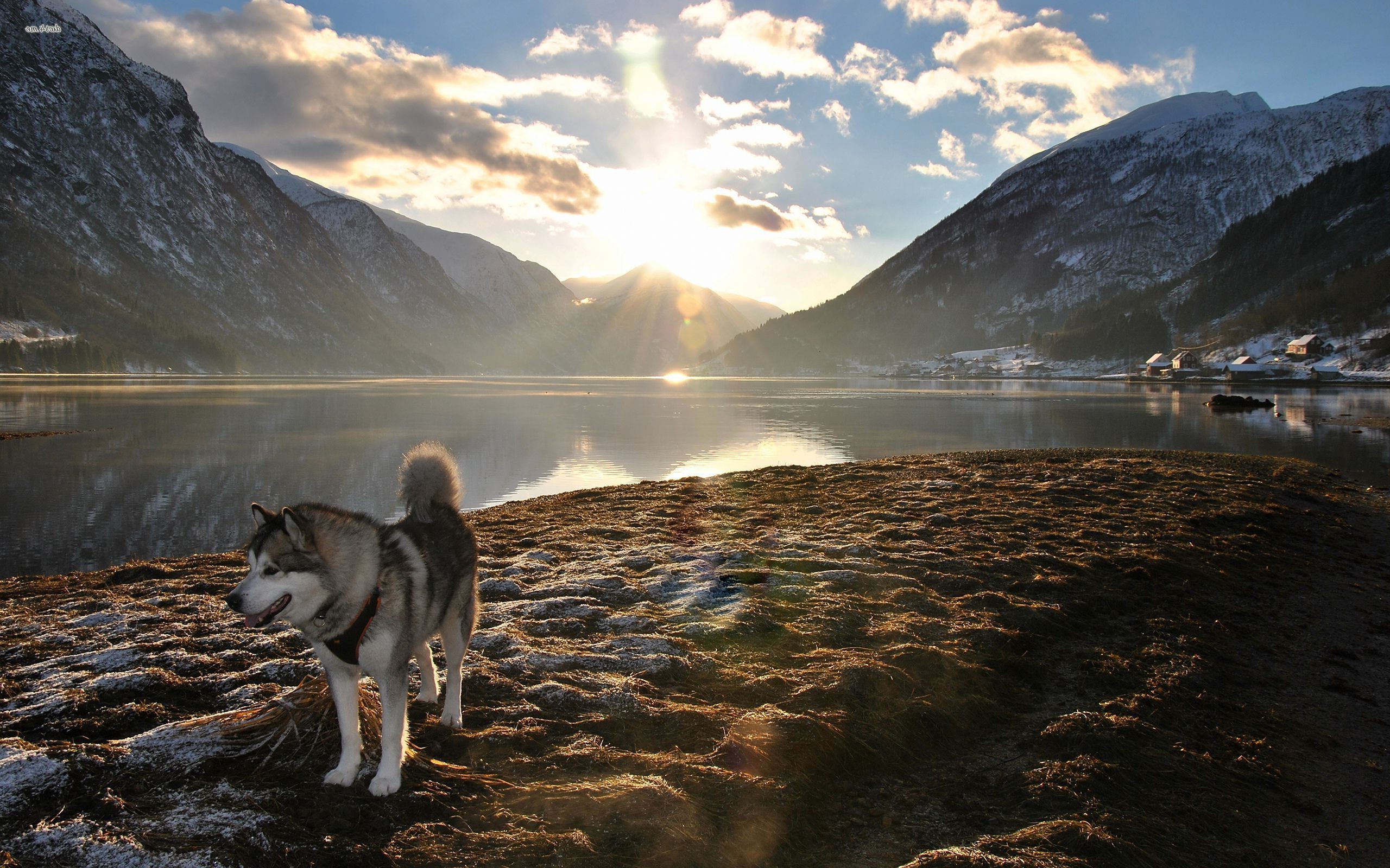 mountain, Dog, Landscape, Alaskan Malamute, Nature, Lens Flare, Lake, Sunlight Wallpaper