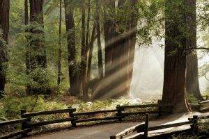 trees, Forest, Sunlight, Nature, Path, Fence, Sun Rays