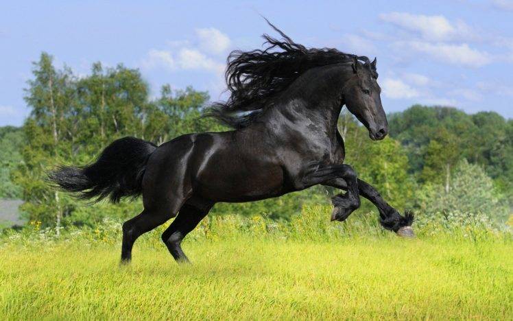 horse, Running, Animals HD Wallpaper Desktop Background
