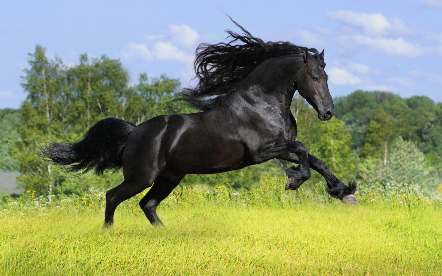 horse, Running, Animals Wallpaper