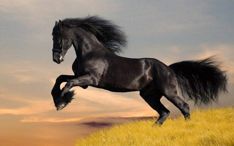 horse, Animals, Clouds HD Wallpaper Desktop Background