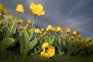 tulips, Flowers, Yellow Flowers, Worms Eye View