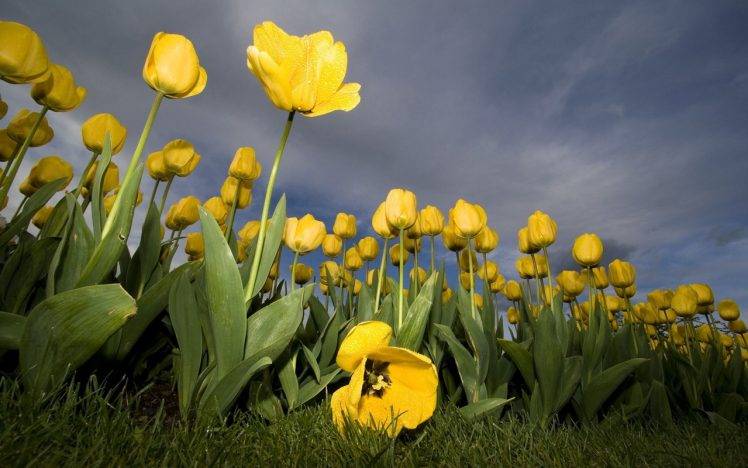 tulips, Flowers, Yellow Flowers, Worms Eye View HD Wallpaper Desktop Background