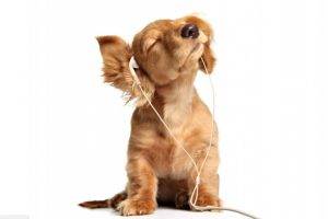 earphones, Dog, Animals, Baby Animals, White Background