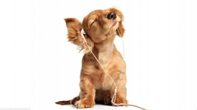 earphones, Dog, Animals, Baby Animals, White Background HD Wallpaper Desktop Background