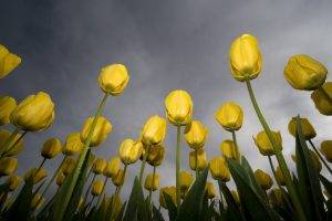 tulips, Worms Eye View, Flowers, Yellow Flowers, Dew