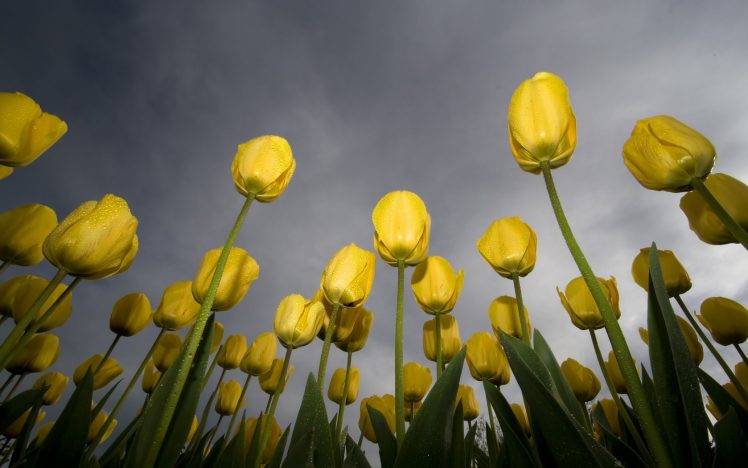 tulips, Worms Eye View, Flowers, Yellow Flowers, Dew HD Wallpaper Desktop Background