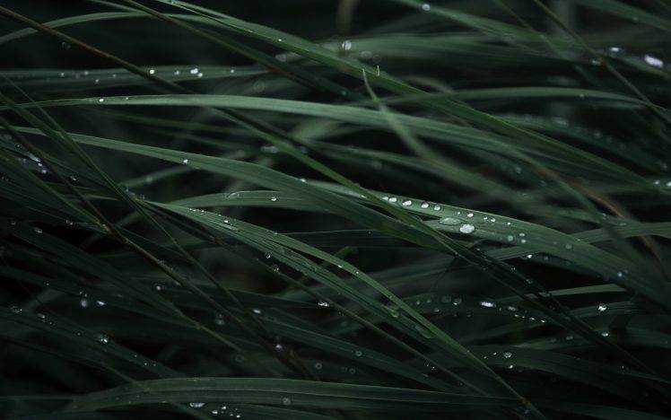 nature, Rain, Grass HD Wallpaper Desktop Background
