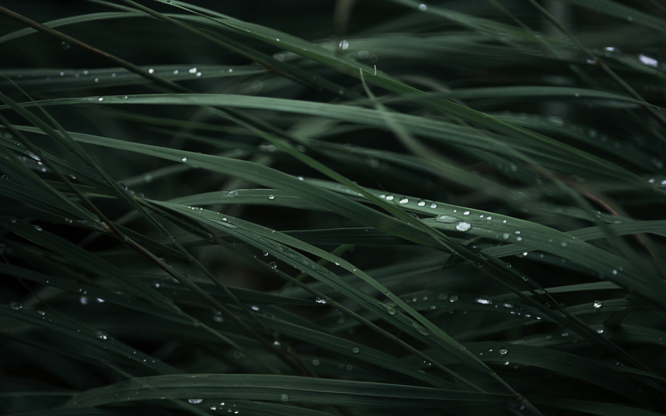 nature, Rain, Grass Wallpaper