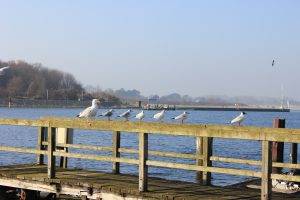 nature, Germany, Seagulls, Pier, Birds