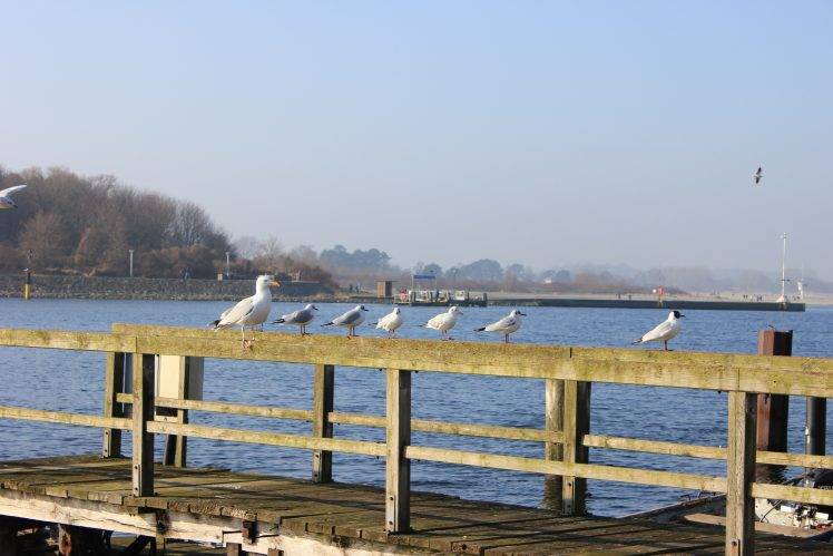 nature, Germany, Seagulls, Pier, Birds HD Wallpaper Desktop Background