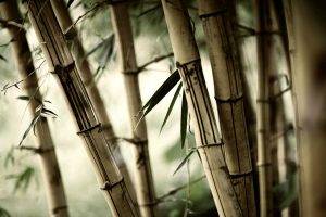 leaves, Nature, Plants, Bamboo