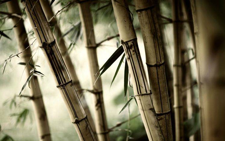 leaves, Nature, Plants, Bamboo HD Wallpaper Desktop Background