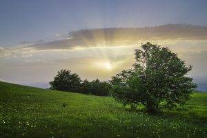 nature, Landscape, Trees, Sunlight, Field, Grass, Flowers, Clouds, Italy, Hill