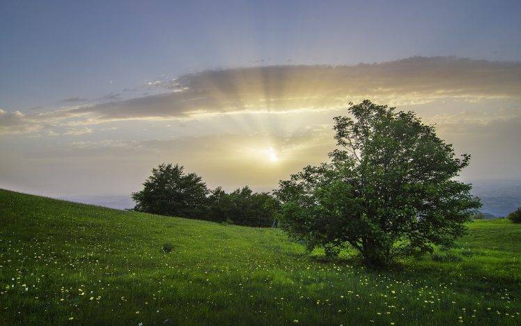 nature, Landscape, Trees, Sunlight, Field, Grass, Flowers, Clouds, Italy, Hill HD Wallpaper Desktop Background