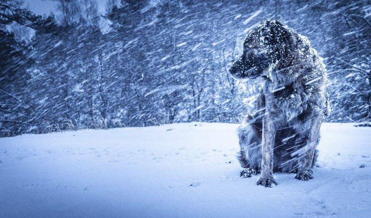 winter, Dog, Snow, Animals, Nature HD Wallpaper Desktop Background