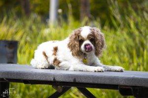 dog, Animals, Tongues, King Charles Spaniel, Spaniels