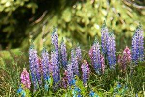 flowers, Lavender, Grass, Nature