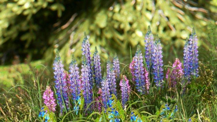 flowers, Lavender, Grass, Nature HD Wallpaper Desktop Background