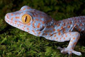 animals, Nature, Gecko, Yellow Eyes, Skin, Macro, Reptile
