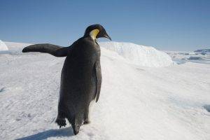 penguins, Animals, Snow, Birds
