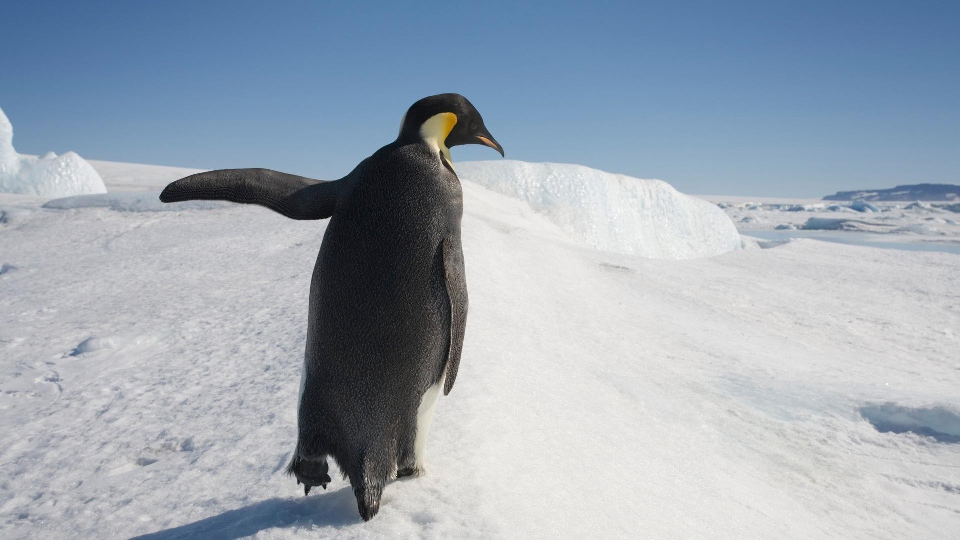 penguins, Animals, Snow, Birds Wallpaper