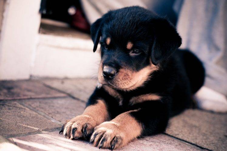 dog, Animals, Rottweiler, Puppies HD Wallpaper Desktop Background