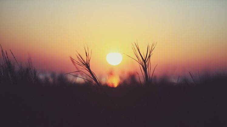 nature, Macro, Depth Of Field, Sunset, Sun, Plants HD Wallpaper Desktop Background