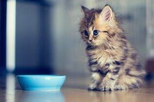 kittens, Ben Torode, Animals, Cat, Bowls